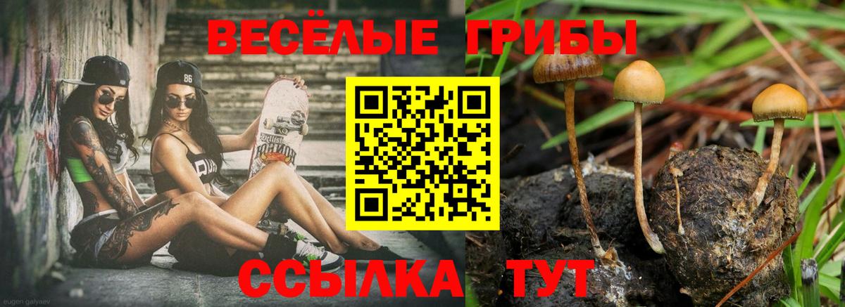 Псилоцибиновые грибы Psilocybe  Вход с VPN  Аргун 